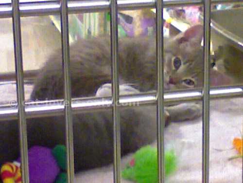 Gray tabby shelter kittens