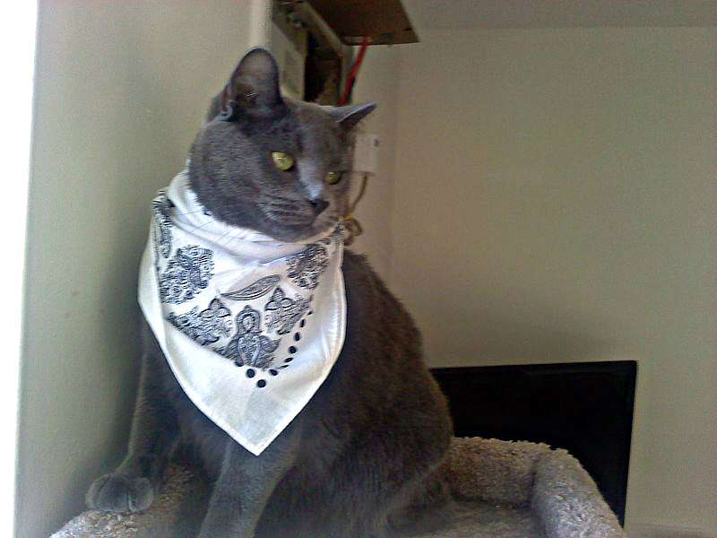 Halo with his stylish bandana