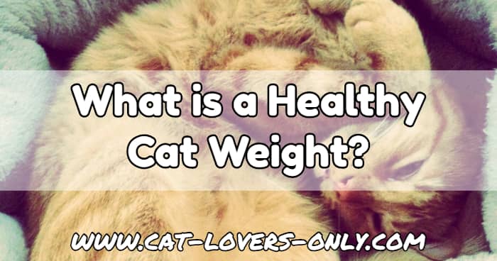 Jazzy the cat with text overlay What is a Healthy Cat Weight?