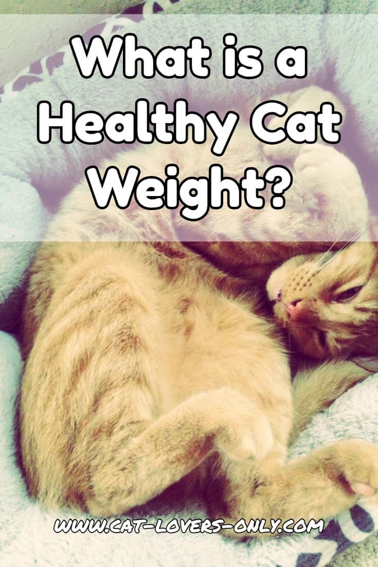 What is a Healthy Cat Weight?