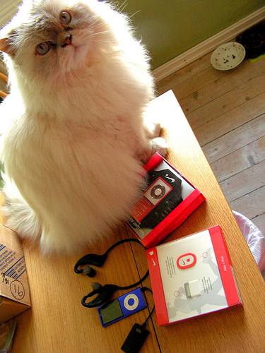 Himalayan cat upset with empty food bowl