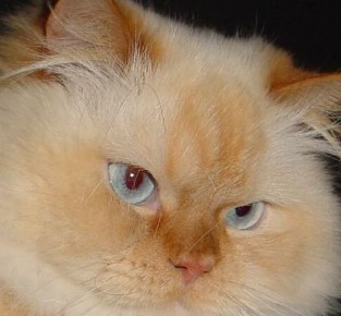 orange himalayan cat