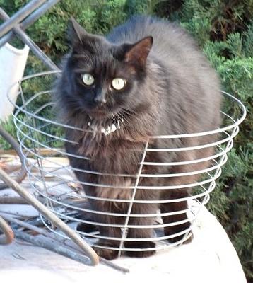 Basket Case!