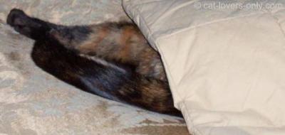 Teddie Loves to Sleep Under the Covers