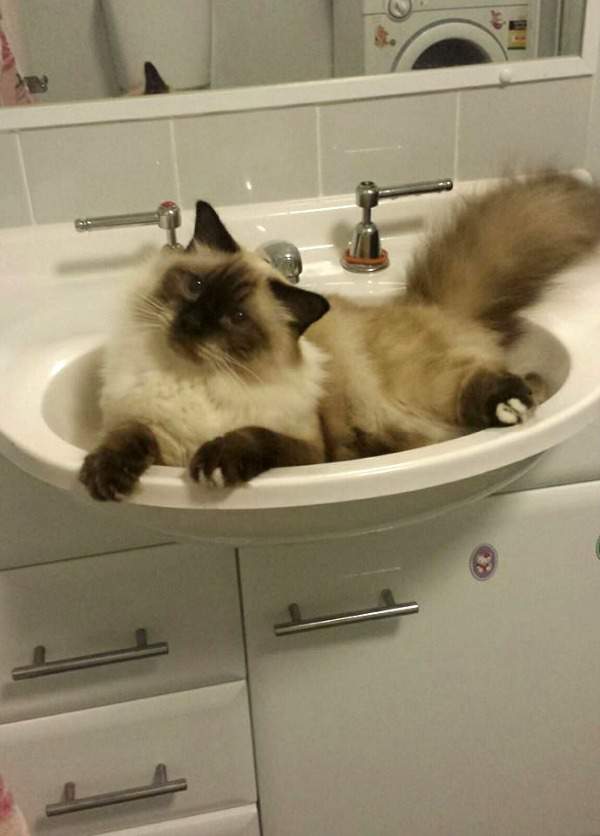 Kitty in the sink