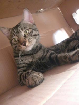 Indie sitting in his favorite box!