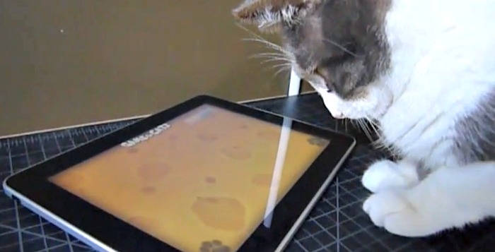 Cat plays with iPad