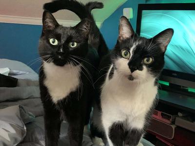 Whiskers(left) Oreo(right) 