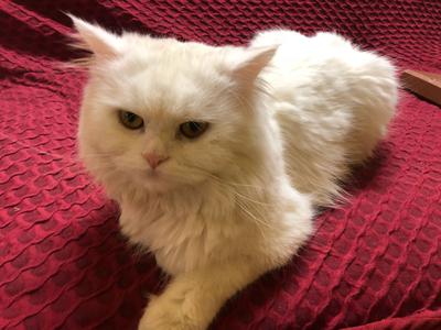 White Persian cat is deaf?
