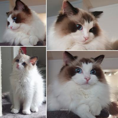 Isa the seal tortie mid bicolour Ragdoll