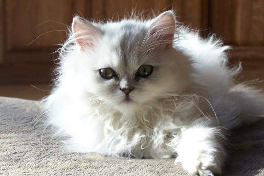 Izzy, the silver tipped Persian