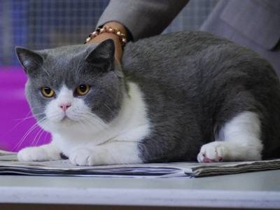 Jack Flash Blue Bicolor British Shorthair at cat show