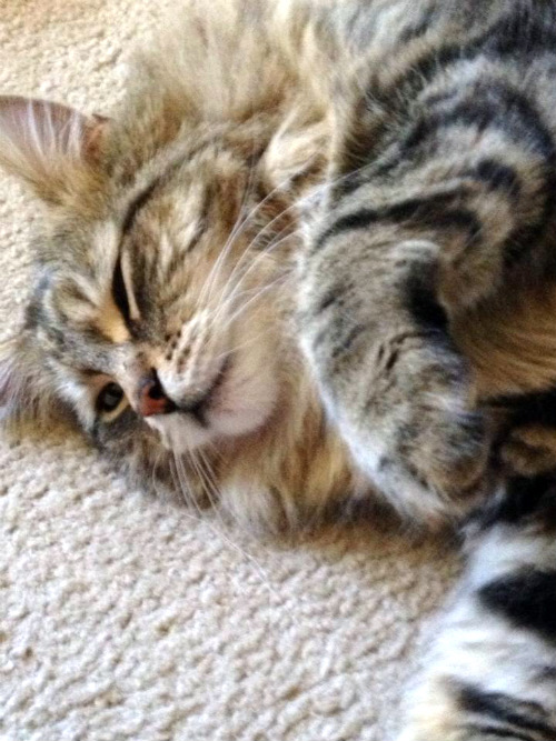 black maine coon tabby mix black maine coon tabby mix