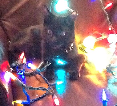 Jagger kitty in the Christmas spirit