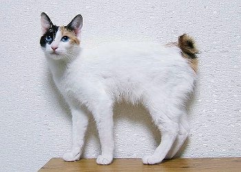 Mi-ke Japanese Bobtail