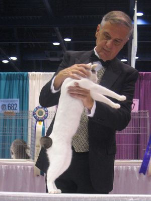 Japanese Bobtail cat being judged at cat show