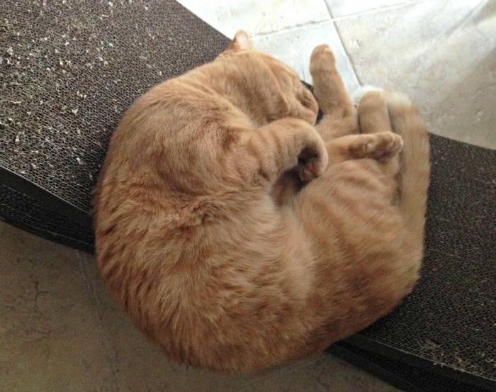 Jazzy the cat resting on his Ultimate Cat Scratcher Lounge