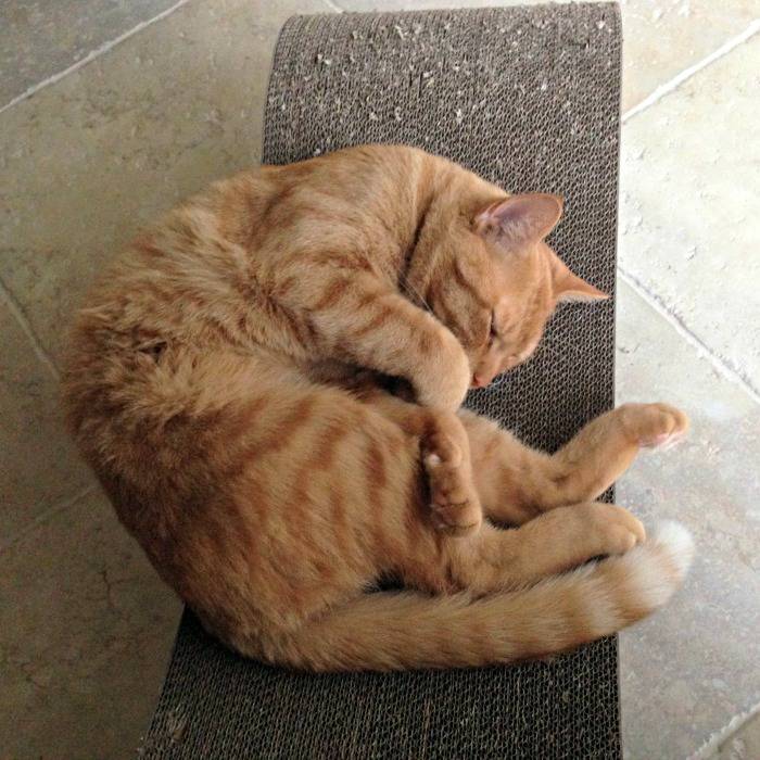 Jazzy relaxing on the PetFusion Ultimate Cat Scratcher Lounge