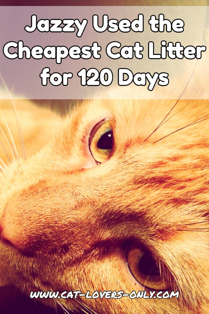 Before You Buy the Cheapest Cat Litter Is it as Cheap as You Think?