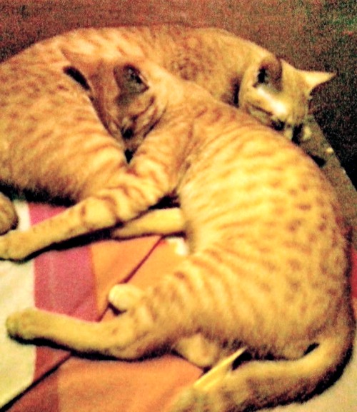 Orange tabby brothers