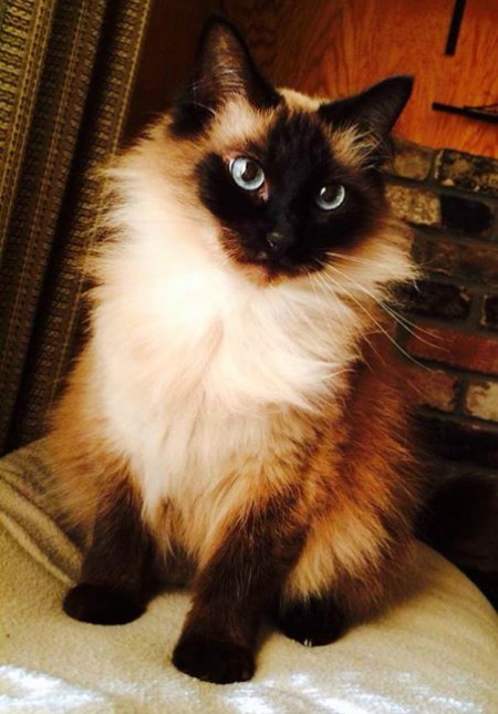 Kaluha the Ragdoll