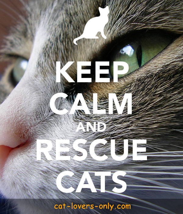 Keep calm and rescue cats.