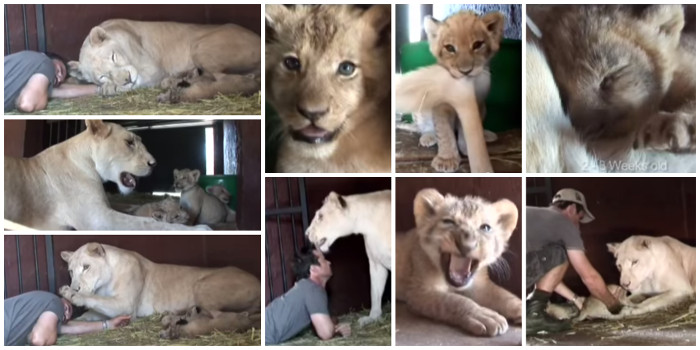 Kevin Richarson with lion and her cubs