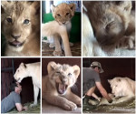 Kevin Richardson snuggles with cubs