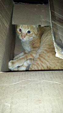 Kin the tabby in a box