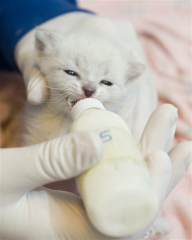 Kitten being bottle fed