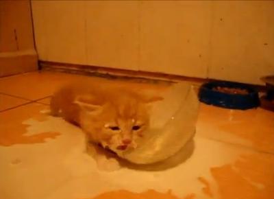 (:09) Kitten Swims in Milk!