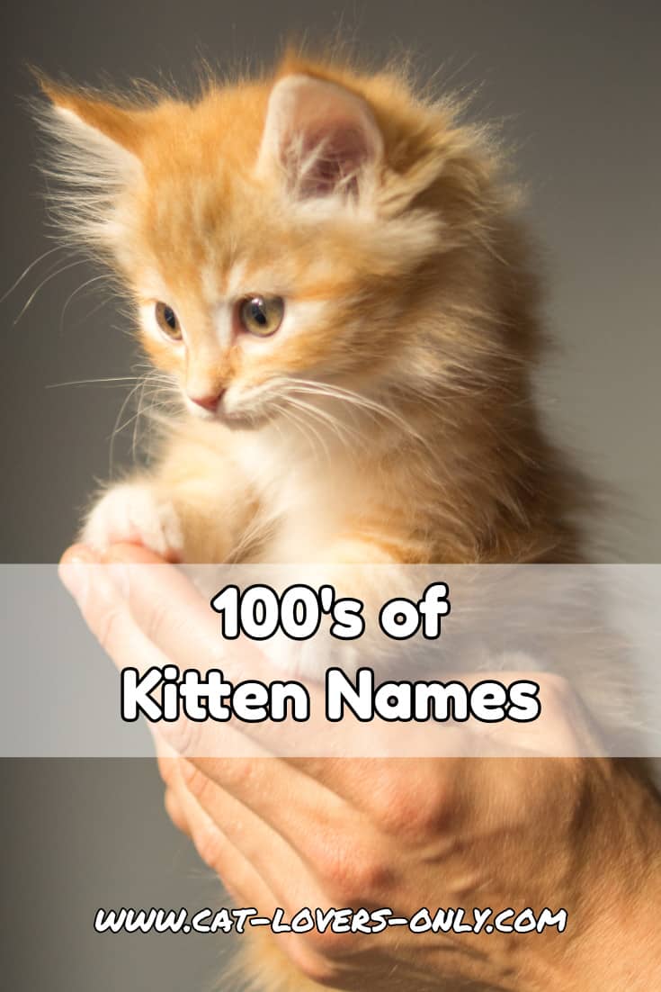 Orange kitten with text overlay 100's of Kitten Names