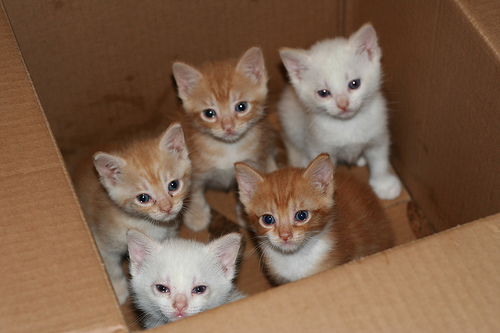 Kittens in a box