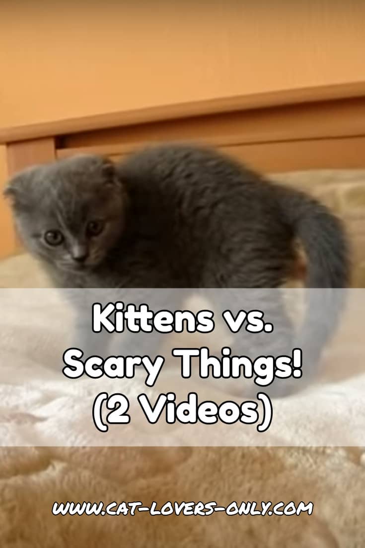 Gray kitten with text overlay Kittens vs Scary Things