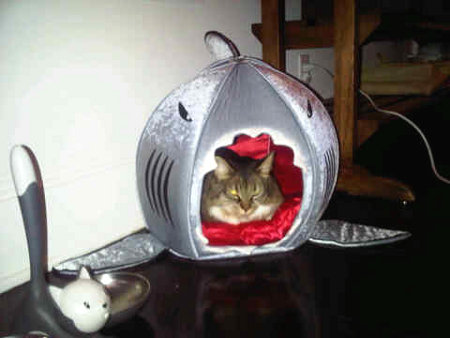 Katy Perry's cat Kitty Purry in her shark bed