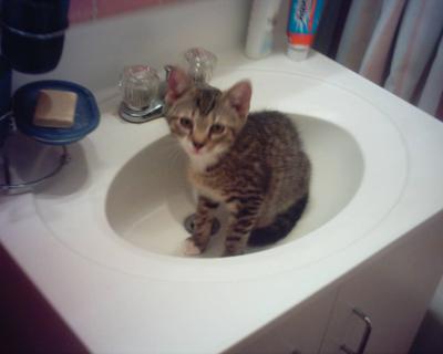 Leonard II in a sink