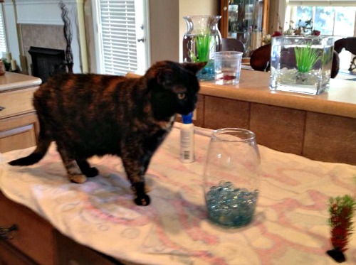 Lily Ann the fish bowl helper