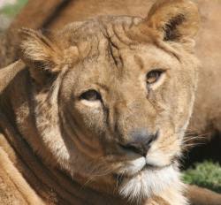 Picture of lioness