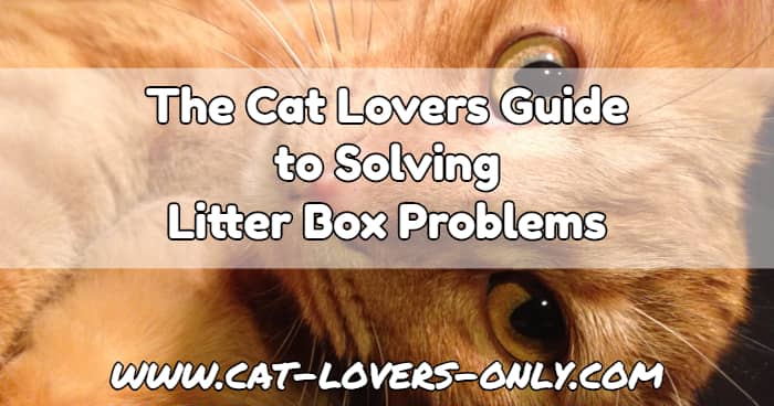 Jazzy the cat with text overlay The Cat Lovers Guide to Litter Box Problems