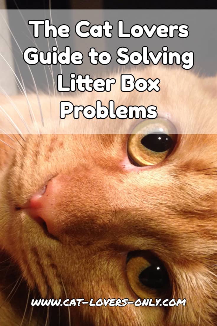 Jazzy the cat with text overlay The Cat Lovers Guide to Litter Box Problems