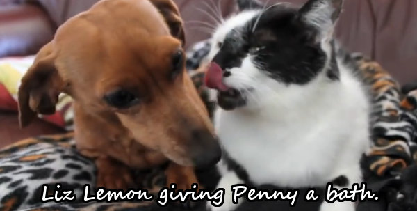 Liz Lemon the cat and Penny the Dachshund
