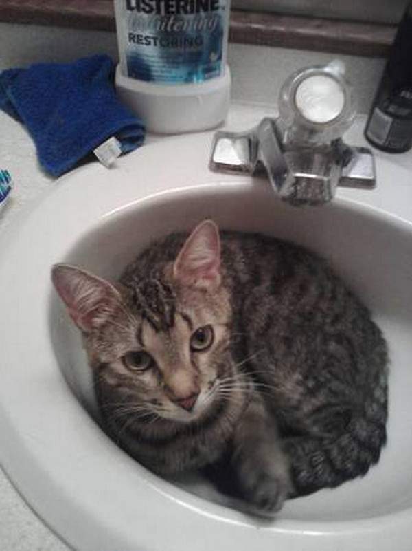 Loki the tabby in the sink