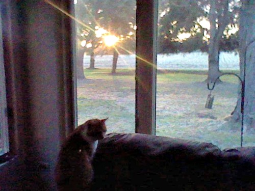 Lulu watching the sunrise