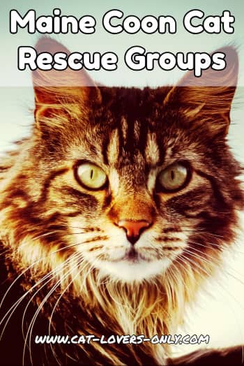 Maine Coon cat face with text Maine Coon Cat Rescue Groups