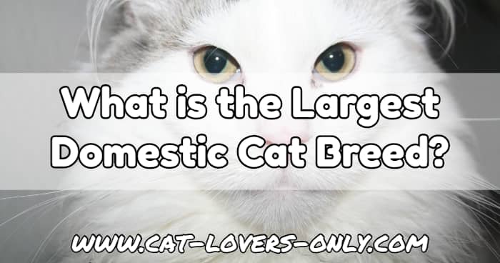 White Maine Coon cat with text overlay What is the Largest Domestic Cat Breed?