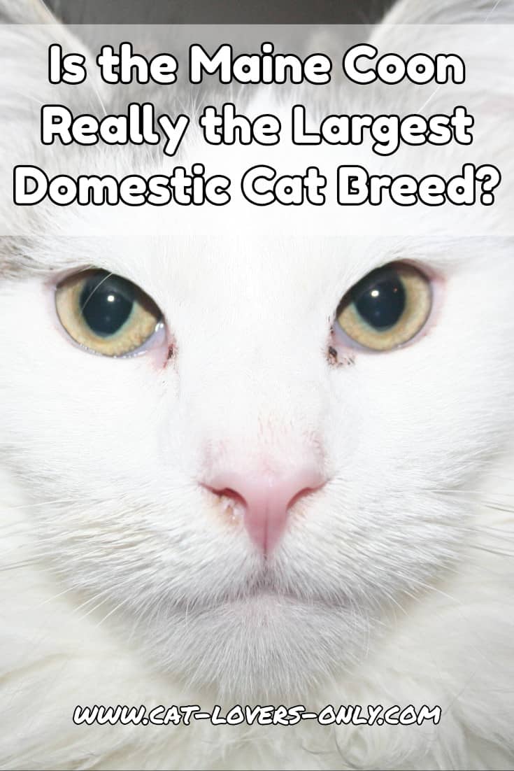 What is the Largest Domestic Cat Breed?