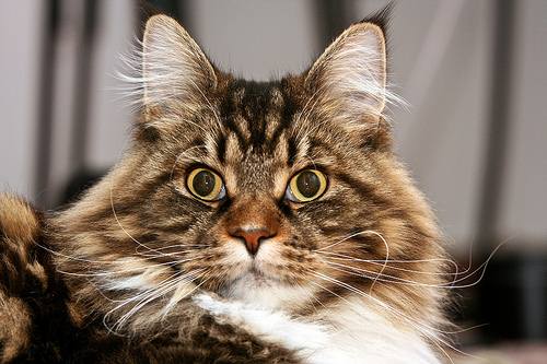 Brown tabby and white Maine Coon face with M on forehead.
