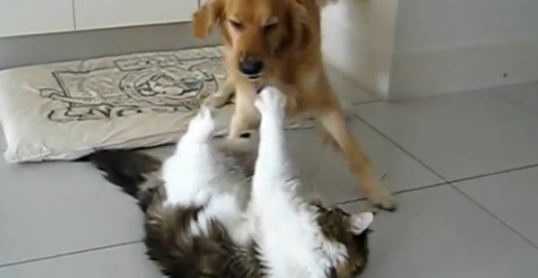 Mr Fox the Maine Coon vs Riley the Golden Retriever