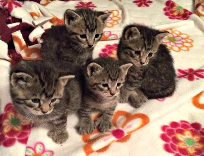 Foster tabby kittens