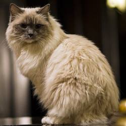 Matilda the Ragdoll Cat Algonquin Hotel NYC